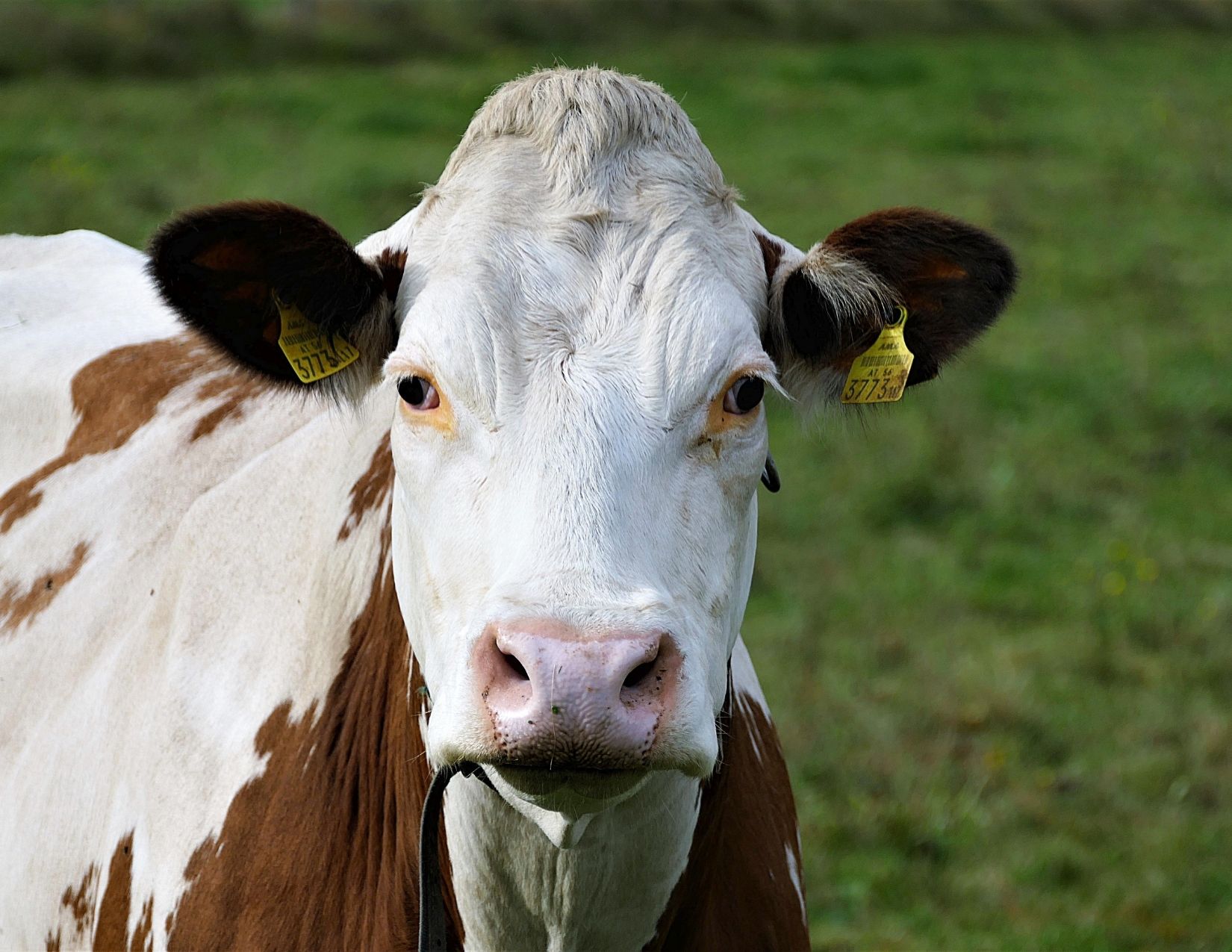 Mission River Classic Steer & Heifer Show Refugio County Fair