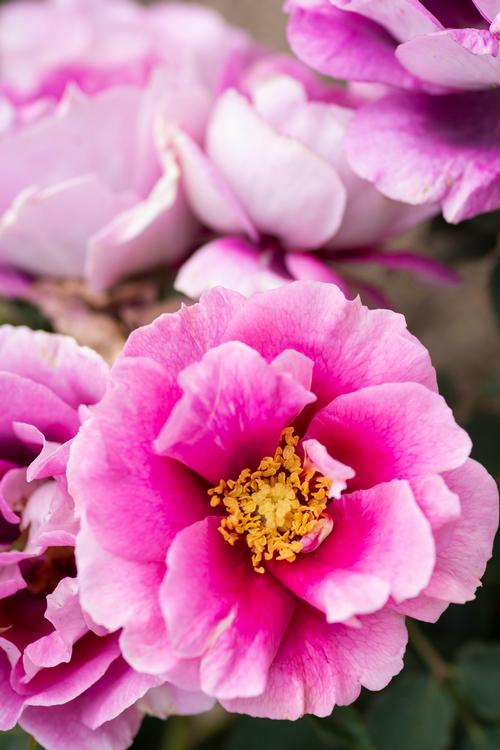 Eyeconic® Plum Lemonade Rosa Floribunda Eyeconic® Plum Lemonade from