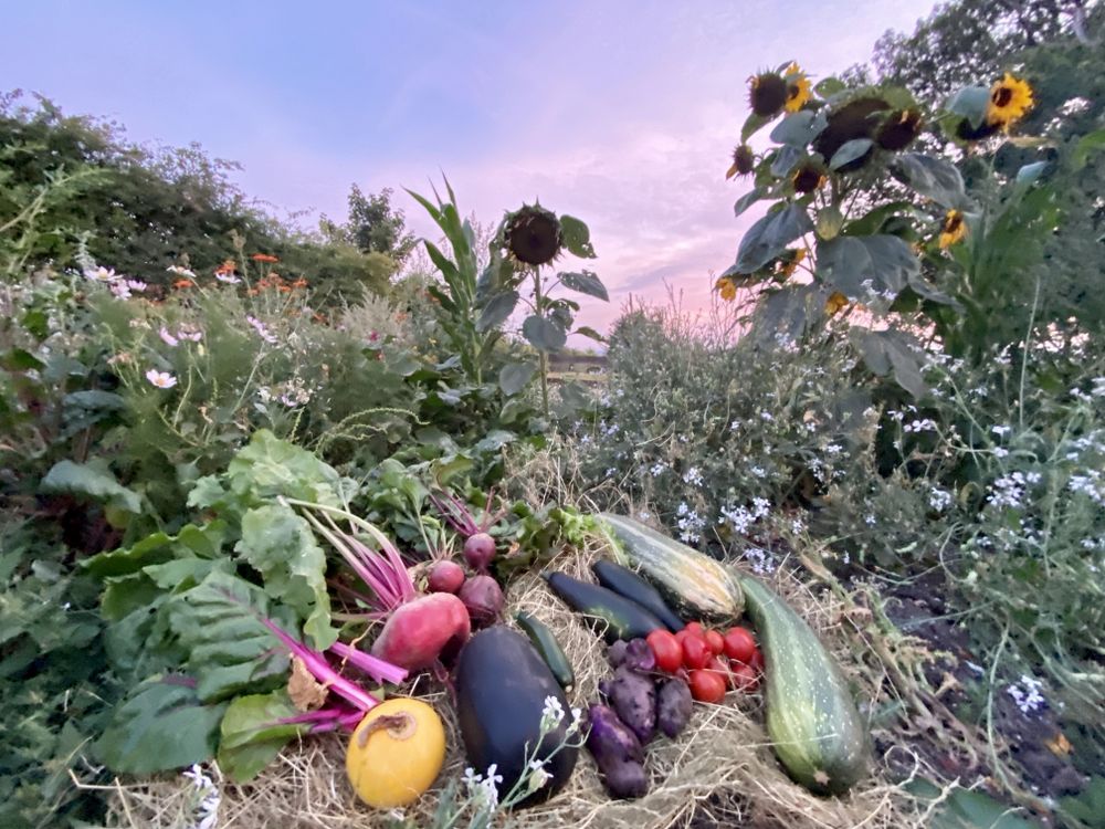 The Chaos Garden Regen Ben