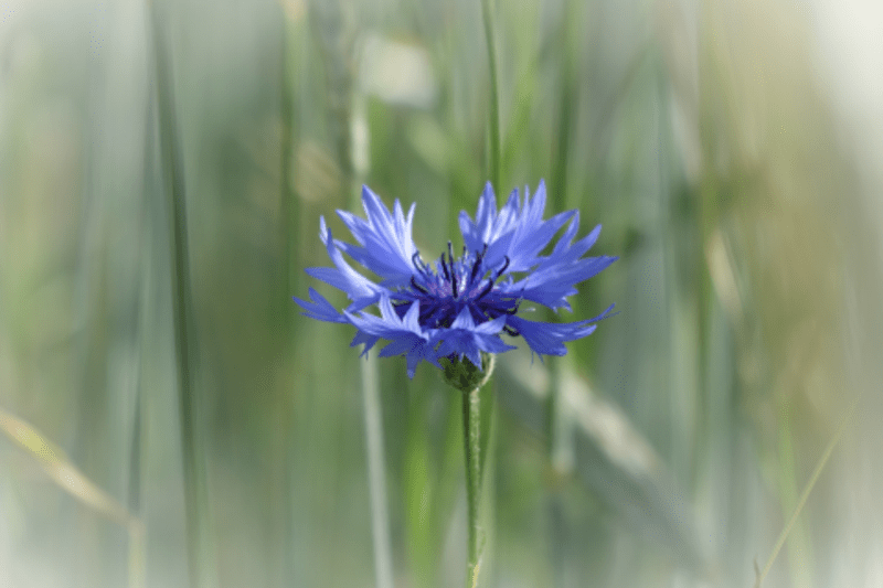 Basiswissen Botanik RegioRanger