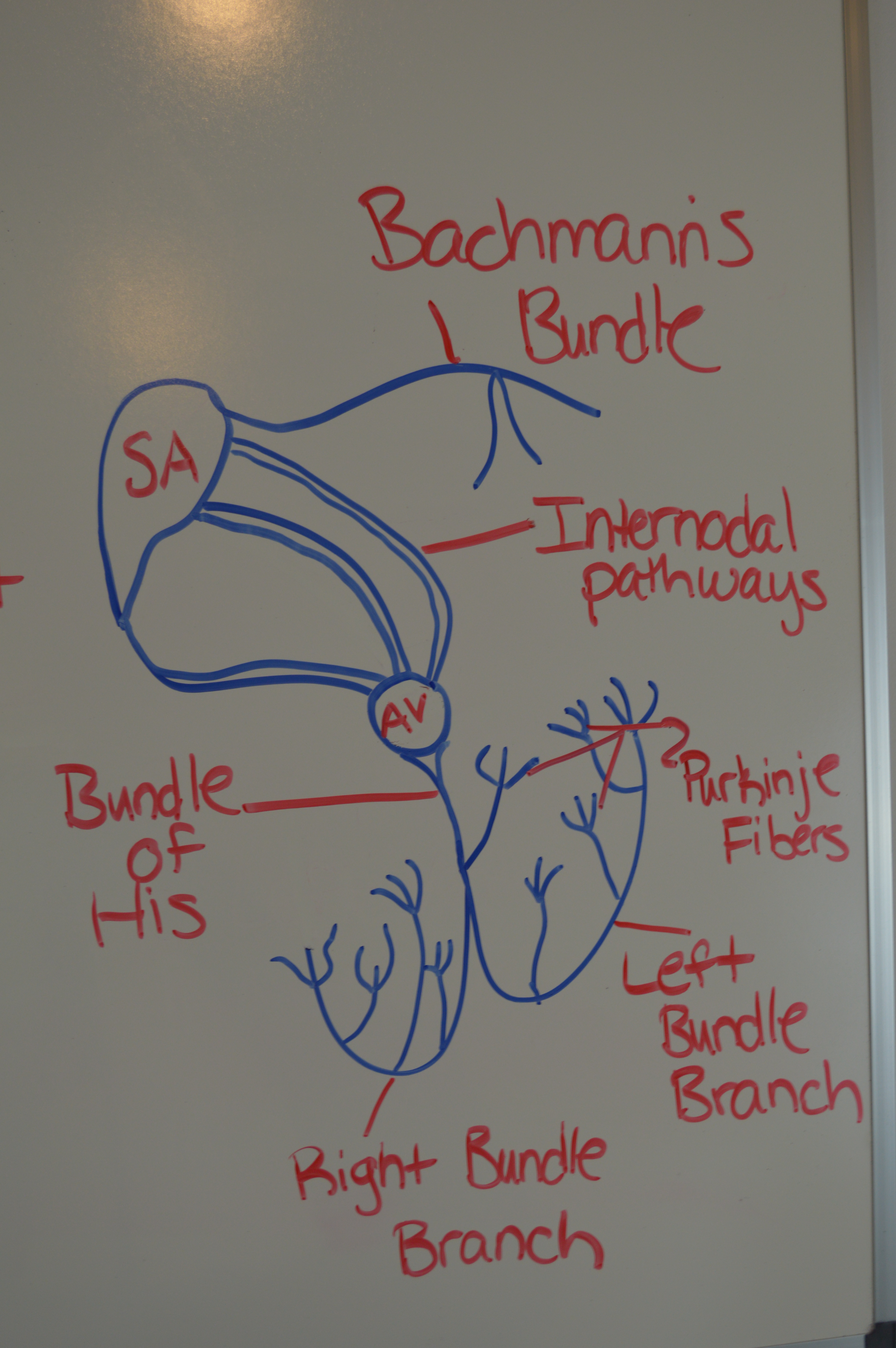 Electrical Conduction System of the Heart Quiz