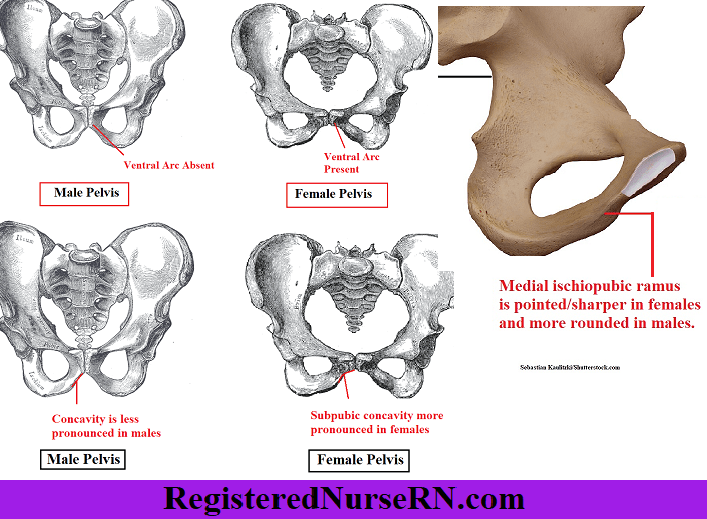 Male vs Female Pelvis Differences Anatomy of Skeleton