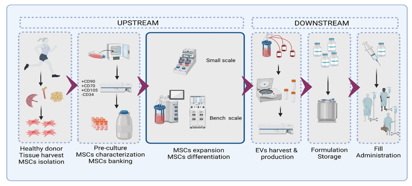 Manufacturing exosomes at a commercial scale an interview with L