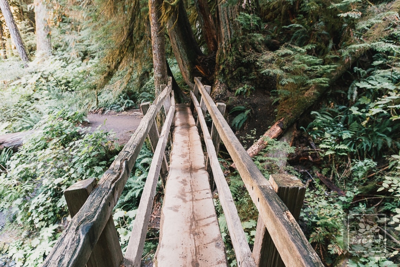 National Parks USA - Olympic National Park 9 Olympic National Park - Brücke