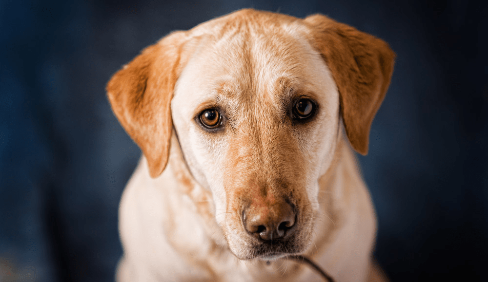 Early Detection and Treatment of Joint Pain in Dogs relationshipsndhelp