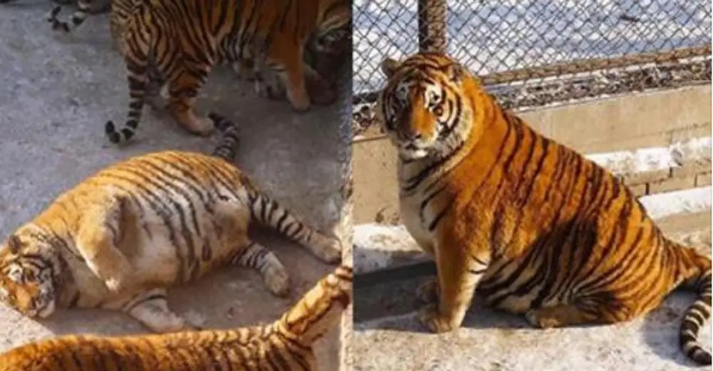 Chubby Tigers In Chinese Zoo Had A Little Too Much To Eat During Spring