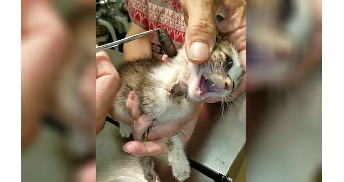 Vet Tugs On The Strange Bump On This Kitten's Face — And Pulls Out