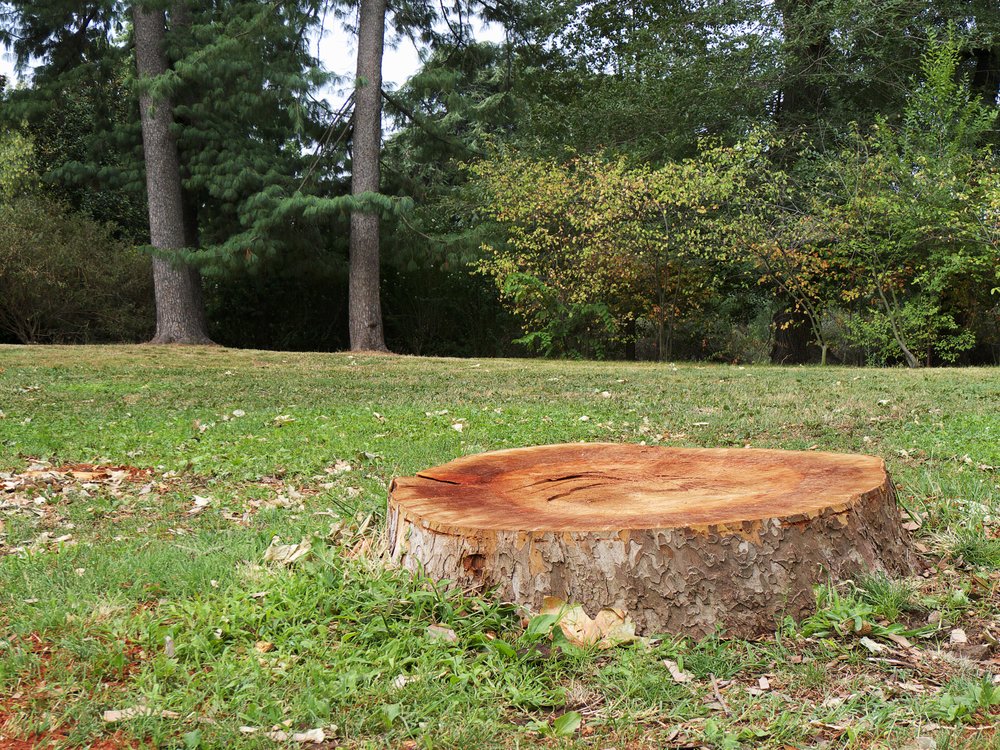 Tree Removal Facts To “Stump” You Reliable Tree Care