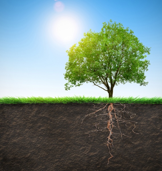 How Tree Roots Can Damage Your Plumbing Reliance Plumbing Sewer & Drainage, Inc.