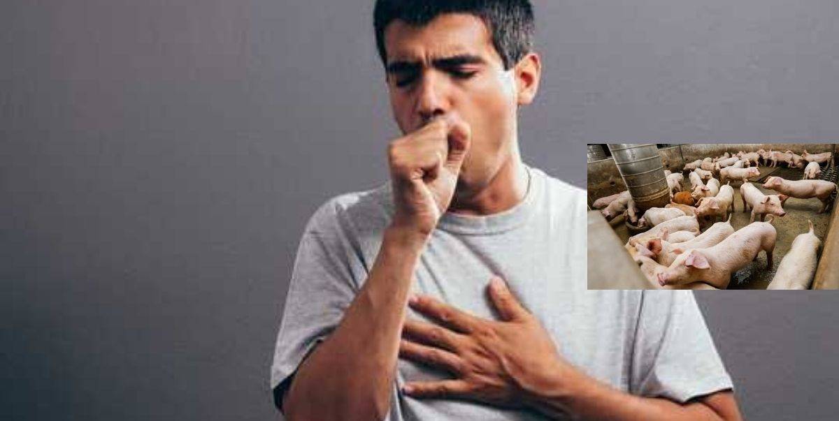 Kecoh Tentang Selesema Babi! Virus H1N1 Ini Mudah Jangkiti