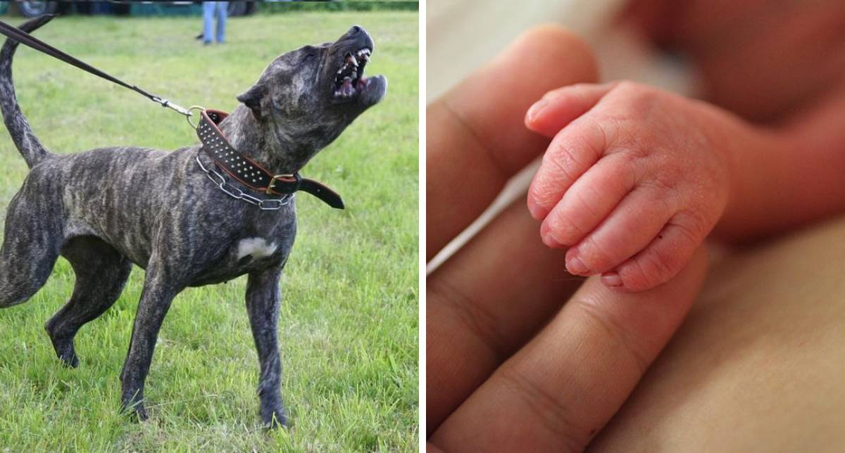 Ngeri...Bayi Putus Tangan Digigit Anjing Peliharaan. Kenali 5 Jenis