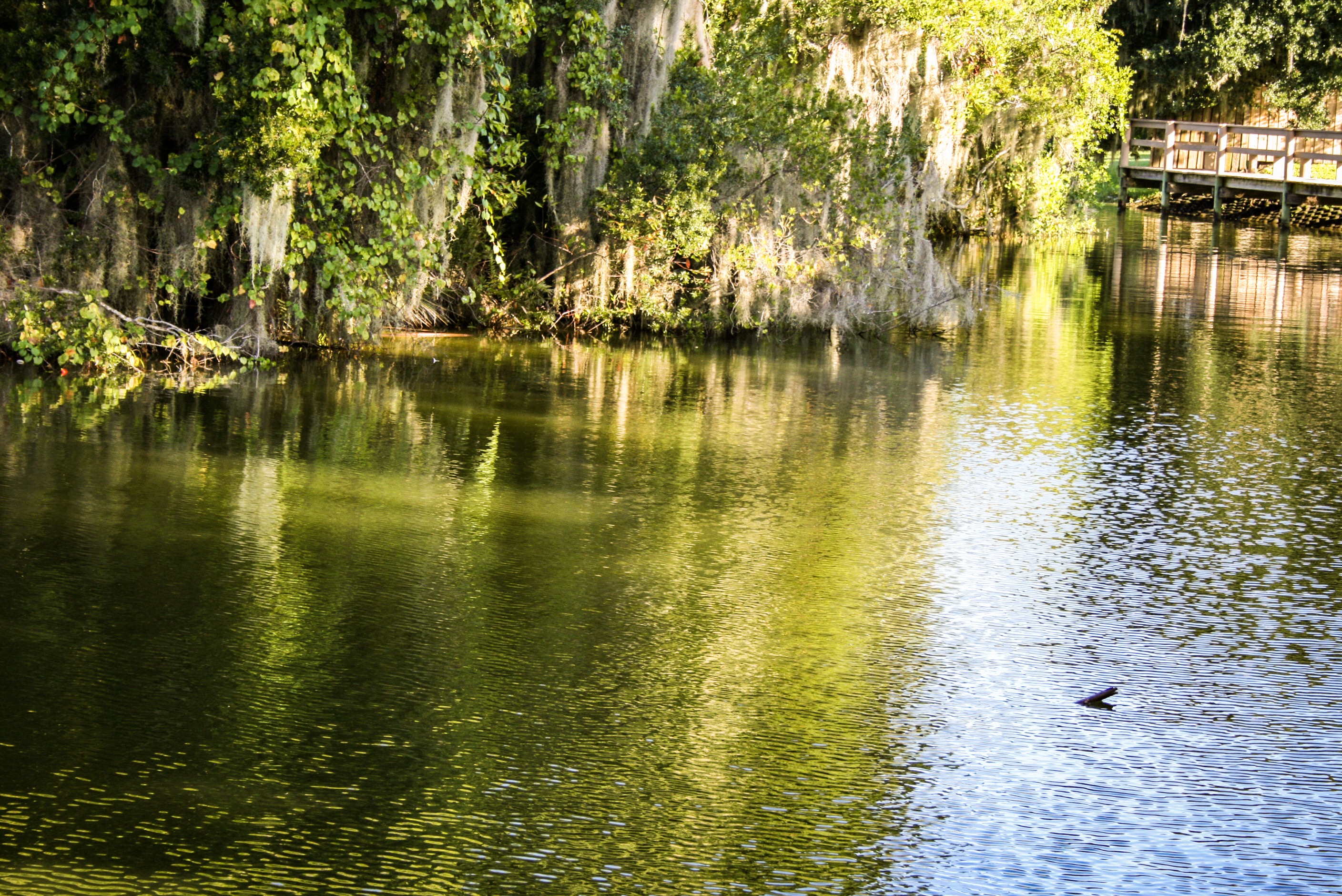 Sue Dean RE/MAX Realty Plus