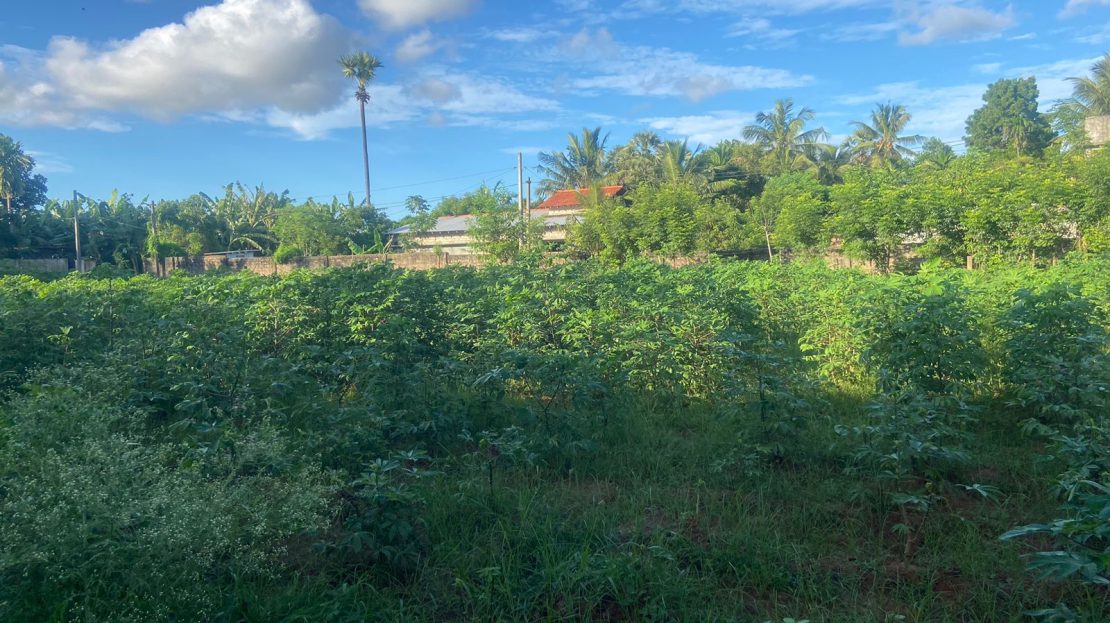 Land for sale in Kopay. RE/MAX Sri Lanka