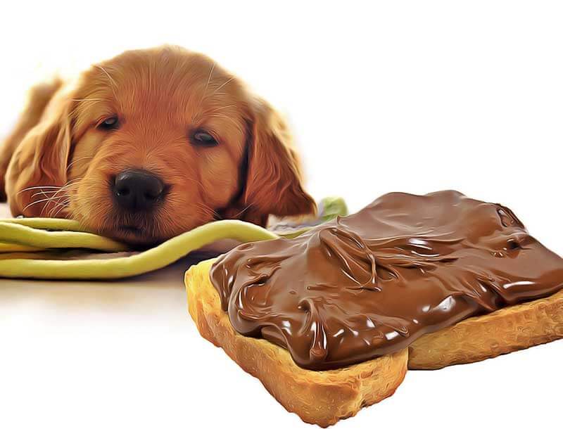 Intoxication du chien Calculateur de toxicité au chocolat Remèdes