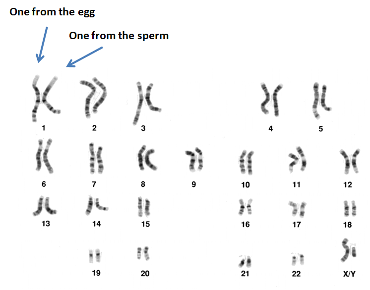 Complete guide to mosaic embryos PGS Testing (PGTA) Remembryo
