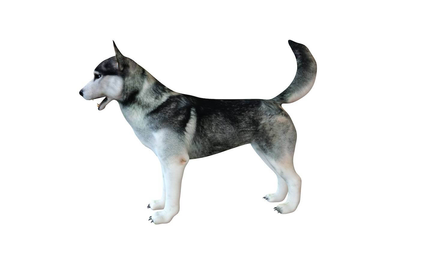 Husky 3d Model
