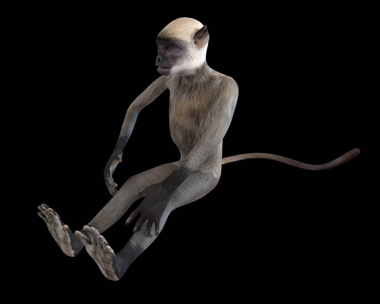 Langur Monkey 3D Model by 3dstudio