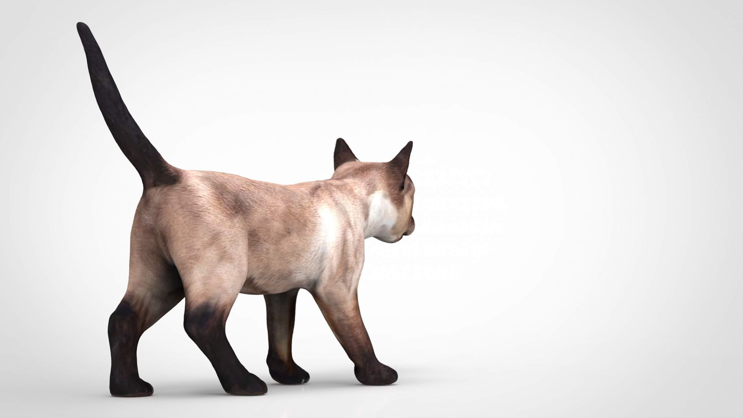 Cat 3D Model