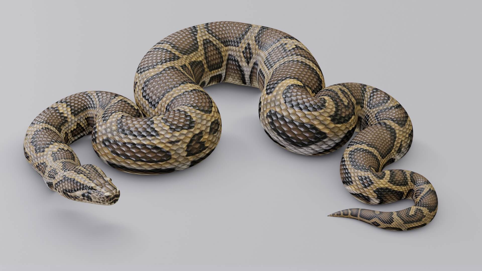 Animated Burmese Python 3D Model