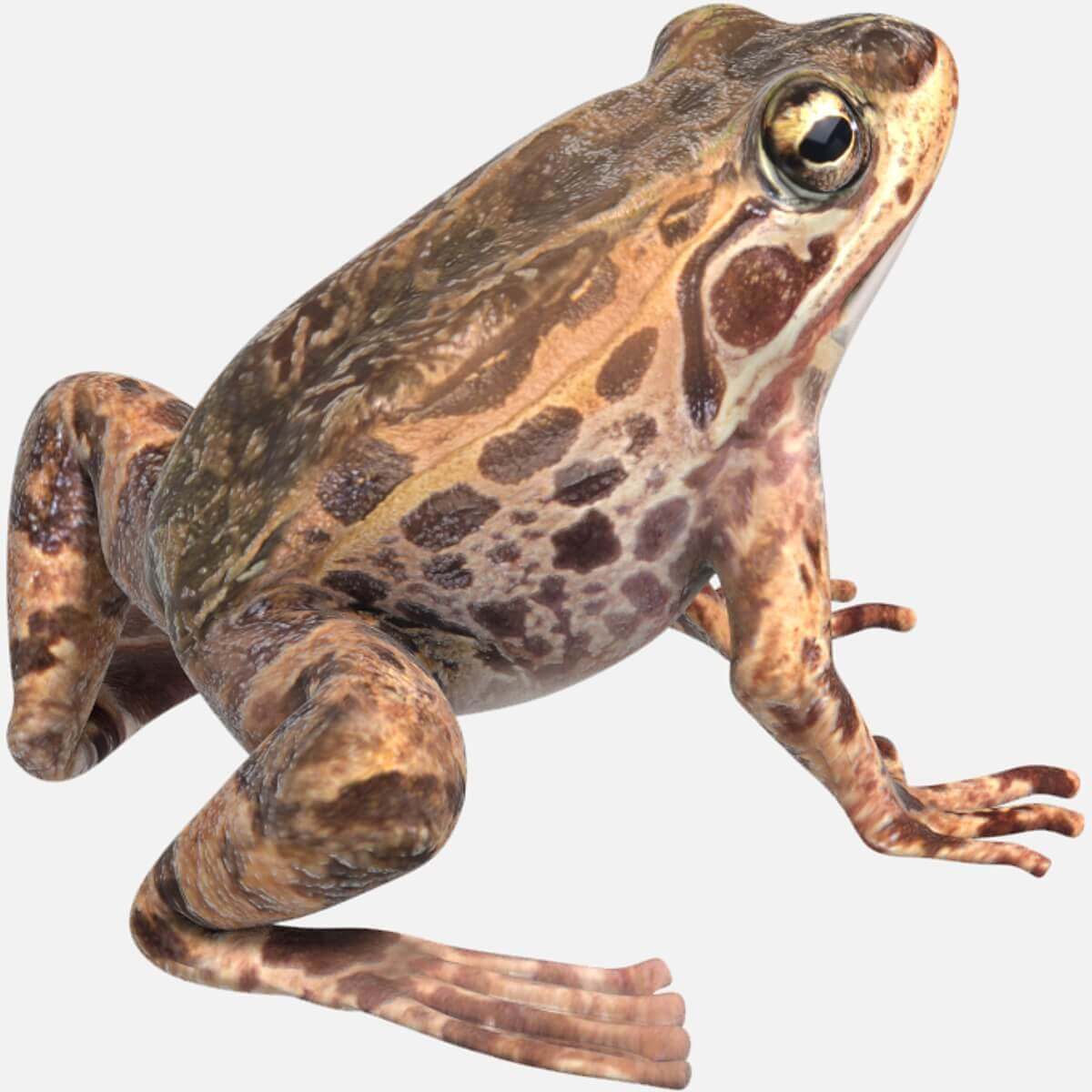 Frog 3d Model