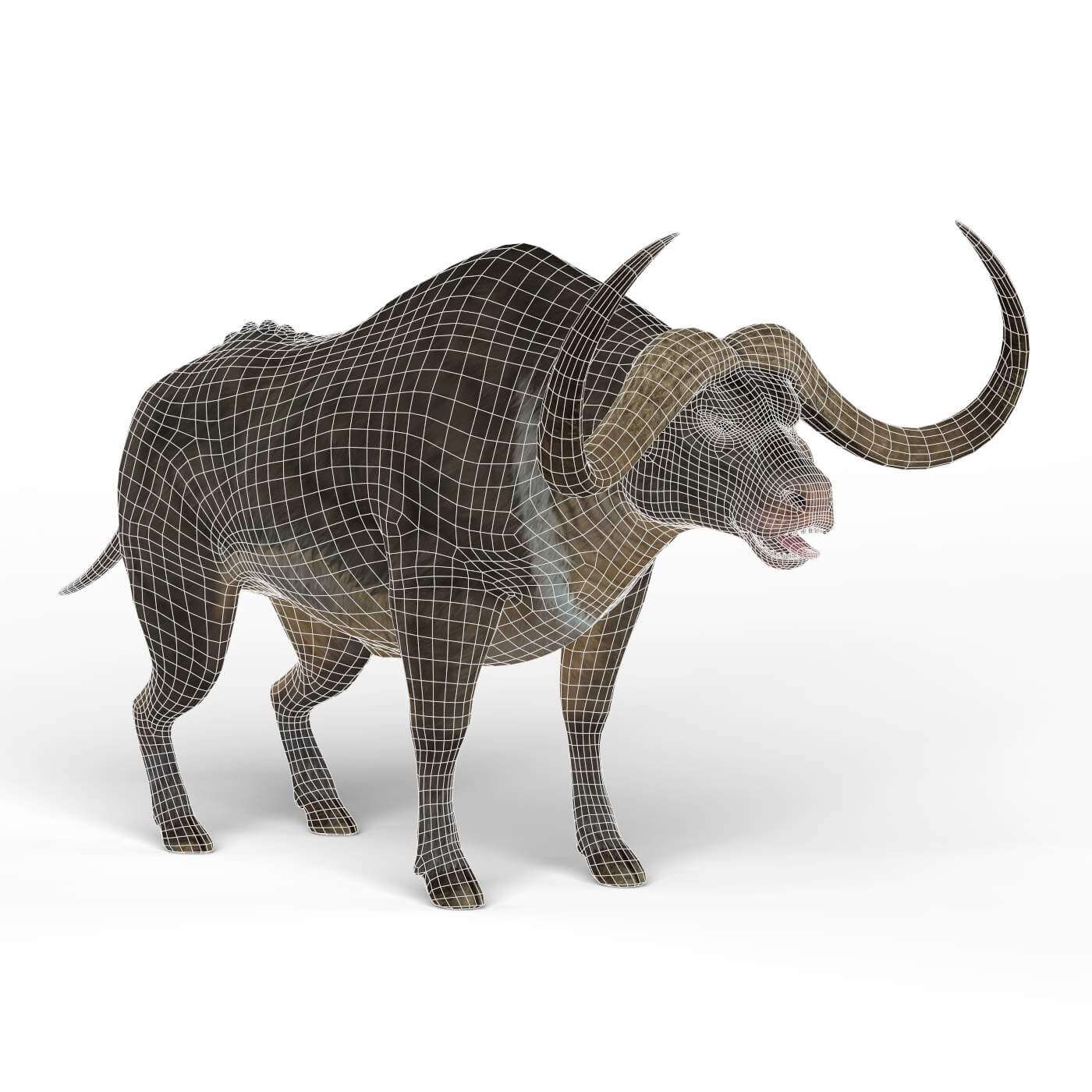 Buffalo 3D Model by TreeWorld3d
