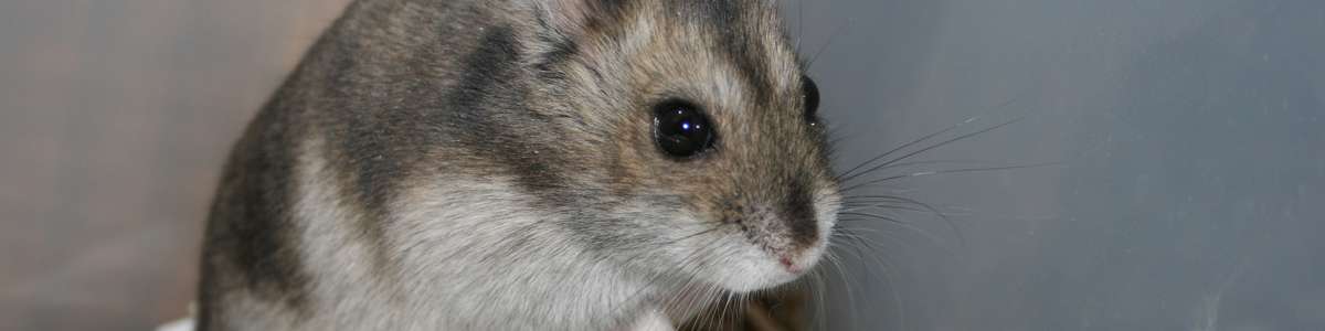 🐭 Die Community rund um Nager rennmaus.de