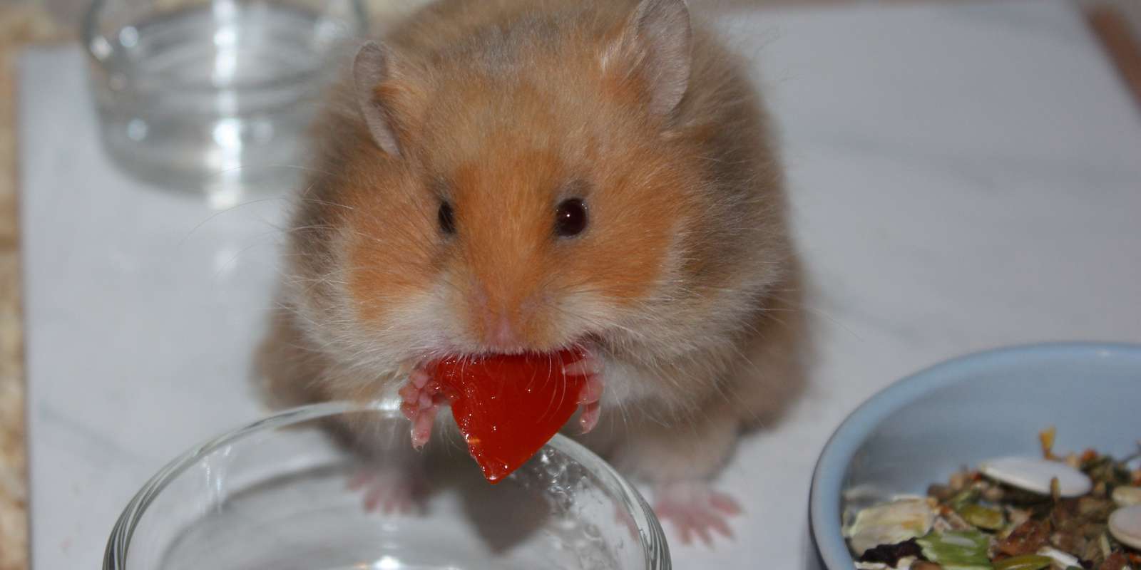 🐭 Futterliste rennmaus.de