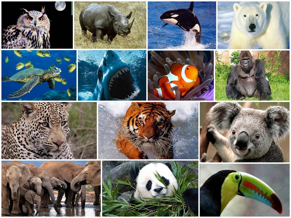 Animales extintos características y causas de extinción Renovables