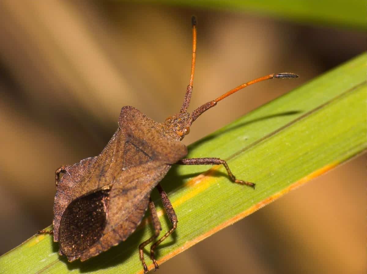 The Most Common Household Pests by Region Rent Blog