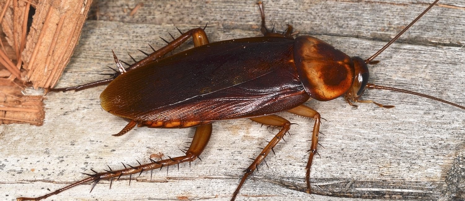 How to Get Rid of Cockroaches in Your Apartment Rent. Blog