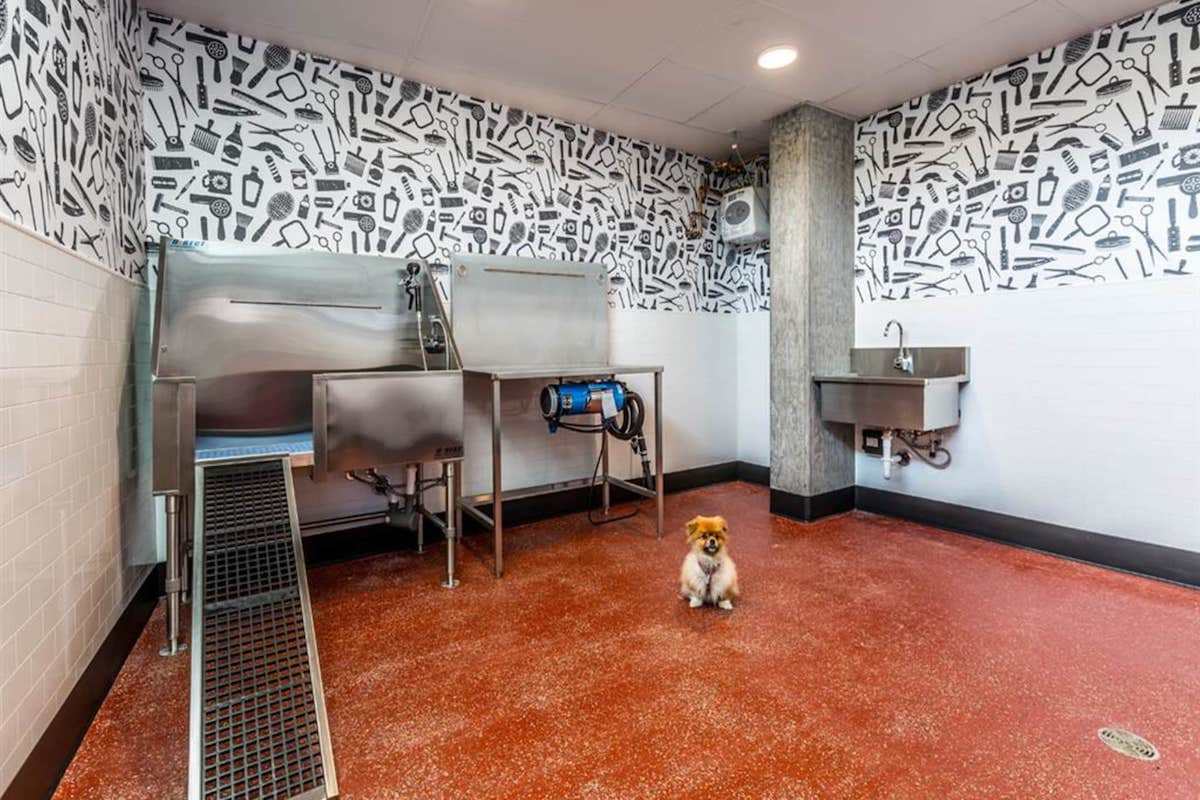 10 Awesome PetFriendly Apartments in Seattle Rent. Blog