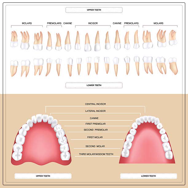 Understanding Dental Charting Purpose, Procedure and Benefits REPC