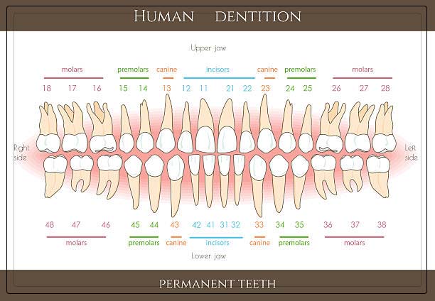Understanding Dental Charting- Purpose, Procedure and Benefits - REPC