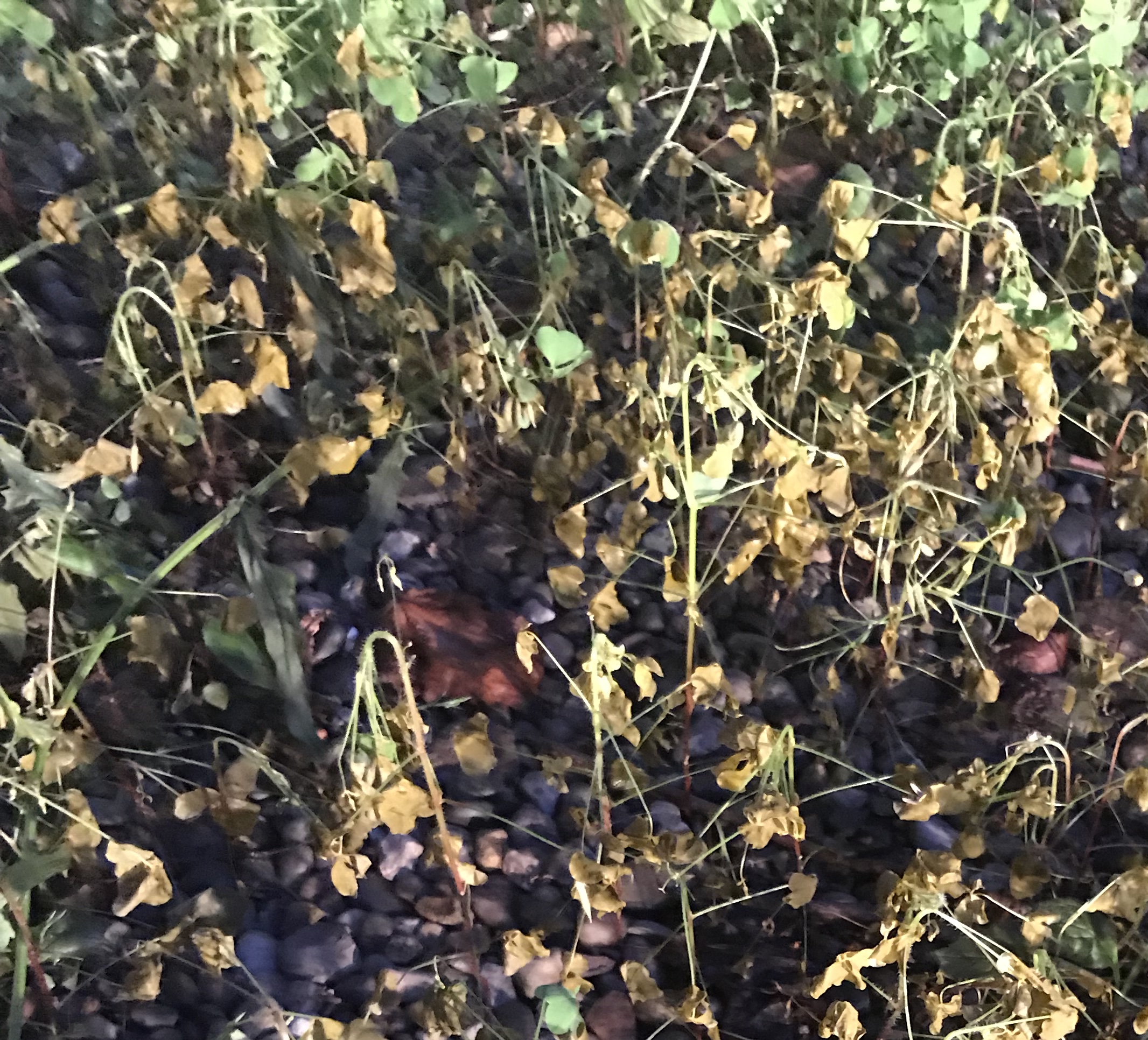 EP122 Natural Weed Killer, Deck Stains, and the Hackley & Hume Homes RepcoLite Paints