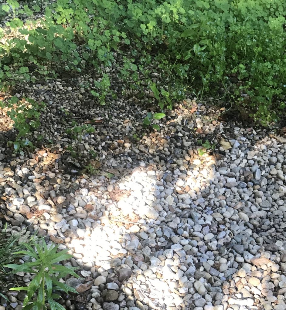 EP122 Natural Weed Killer, Deck Stains, and the Hackley & Hume Homes RepcoLite Paints