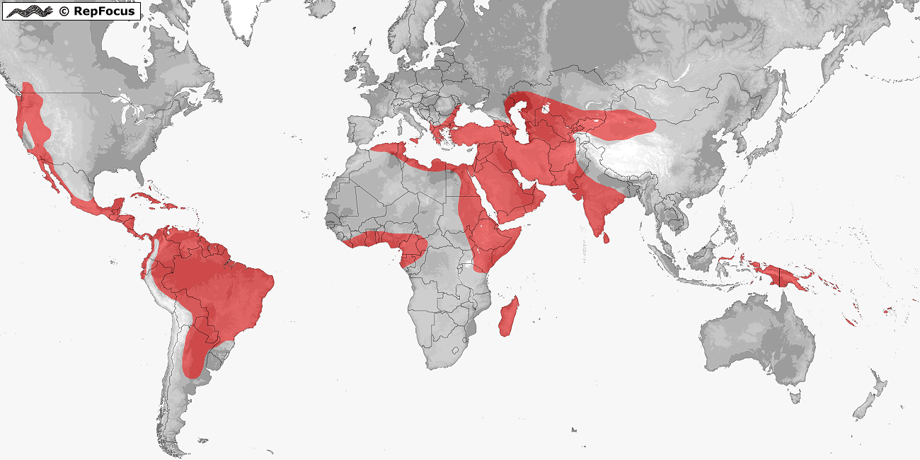 Boidae (Typical Boas) distribution / RepFocus