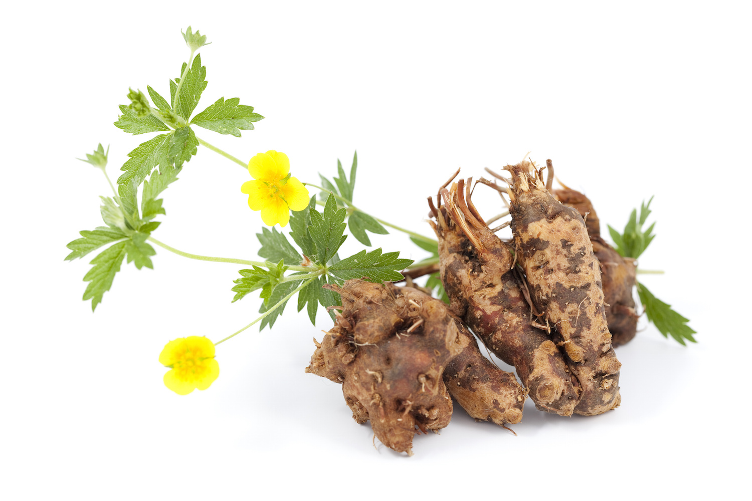 Les plantes antiinflammatoires Réponses Bio