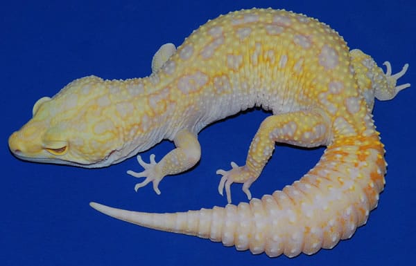 35 Awesome Leopard Gecko Morphs (With Pictures) The Complete Guide