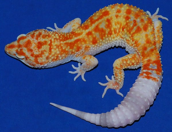 35 Awesome Leopard Gecko Morphs (With Pictures) The Complete Guide