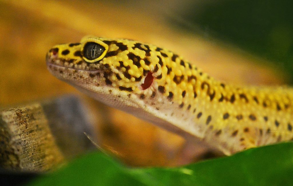 35 Awesome Leopard Gecko Morphs (With Pictures) The