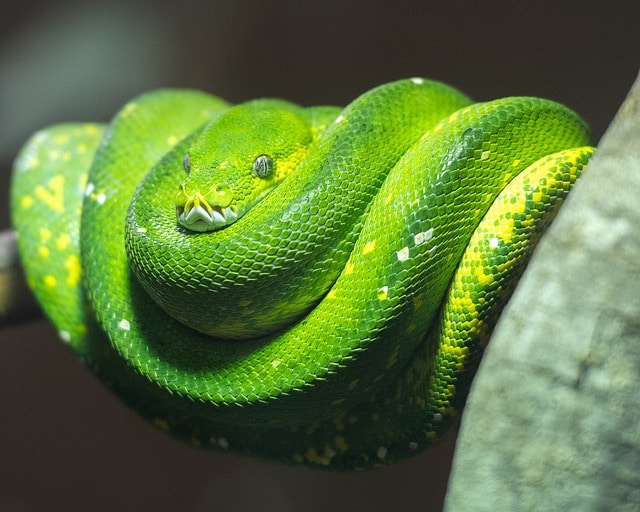 16 Popular Types of Pet Snakes (With Pictures) Reptile Advisor