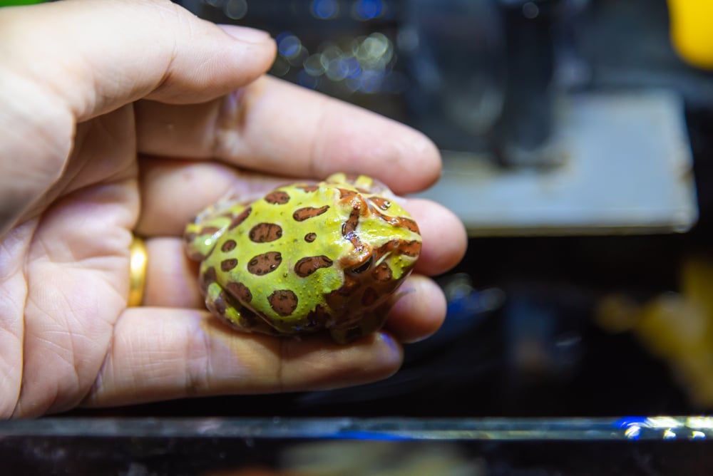 Pacman Frog Care The Complete Beginner's Guide