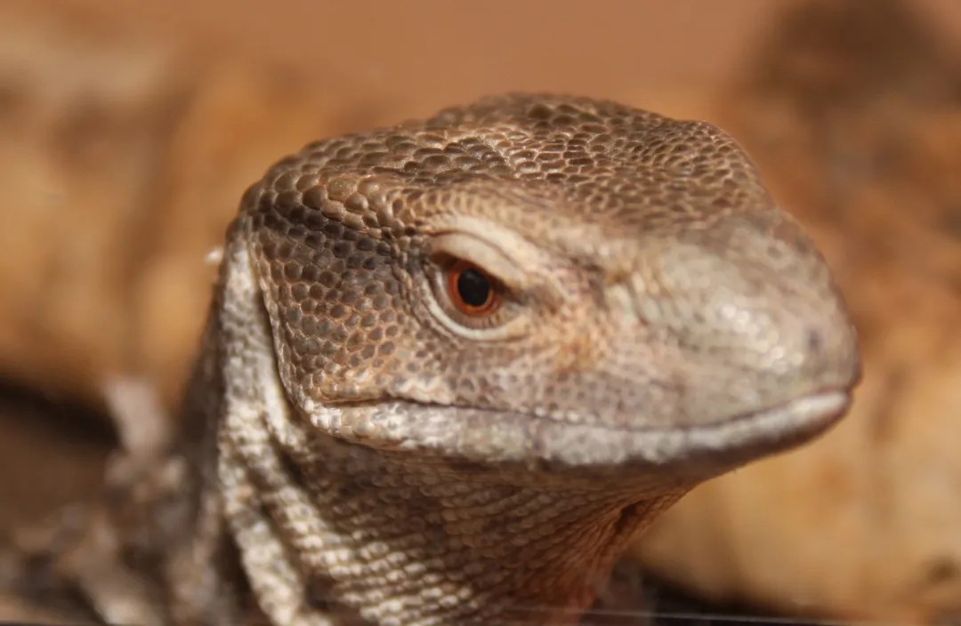 Bosc Monitor / Savannah Monitor Care Guide Reptile Cymru