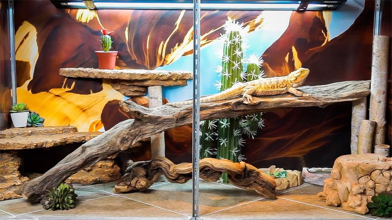 How To Setup a Bearded Dragon Terrarium. Bearded Dragon Cage Setup Ideas
