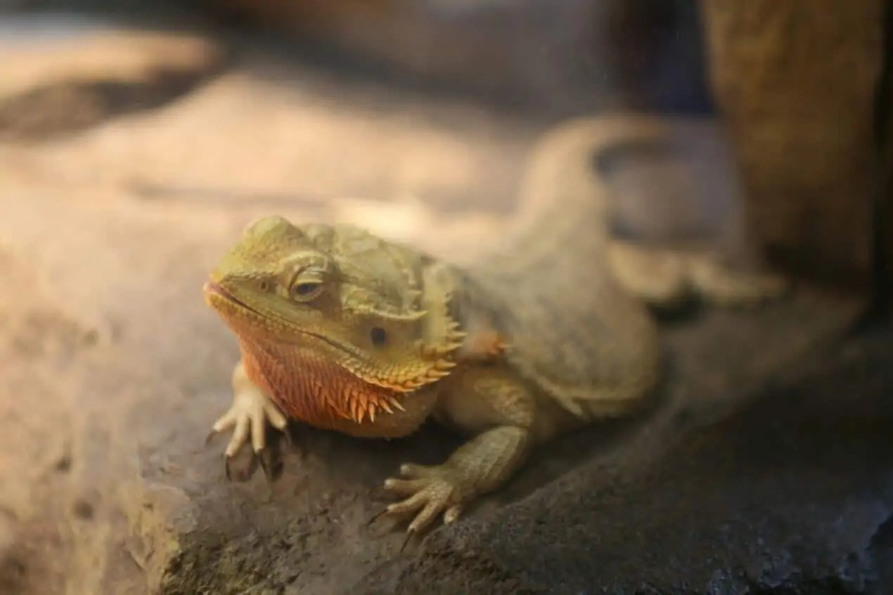 Bearded Dragon Brumation The Complete Guide