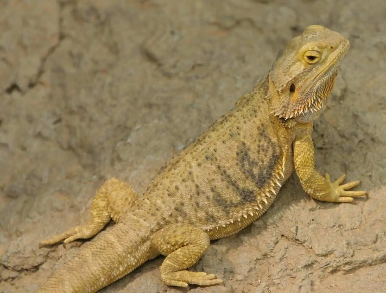 Bearded Dragon Tail Rot Causes, Symptoms & Treatment
