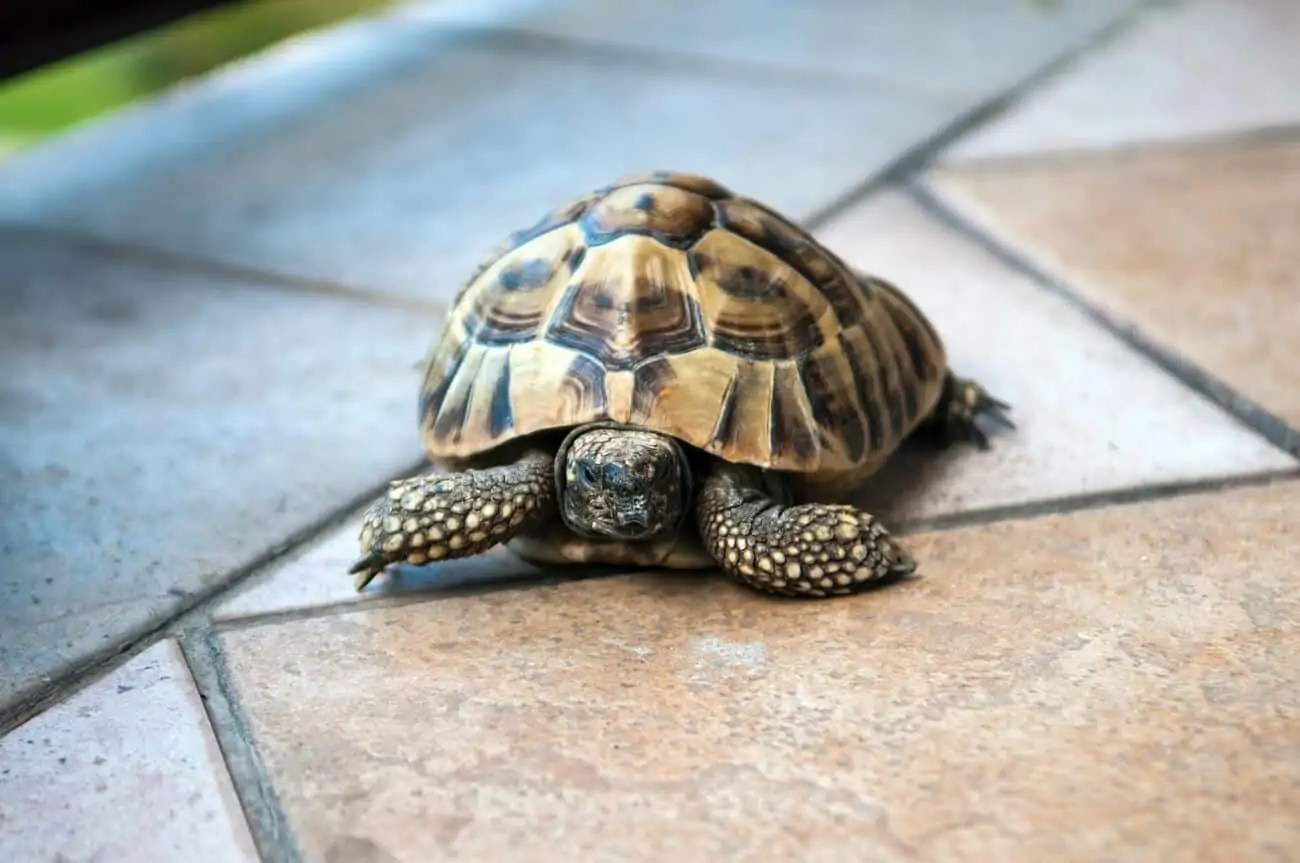 Turtle Shell Rot Symptoms, Causes & Treatments