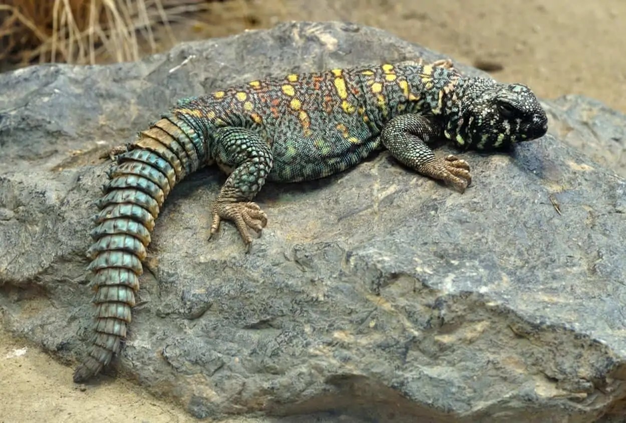 Uromastyx 101 Care, Diet, Enclosure, Lifespan, Size...