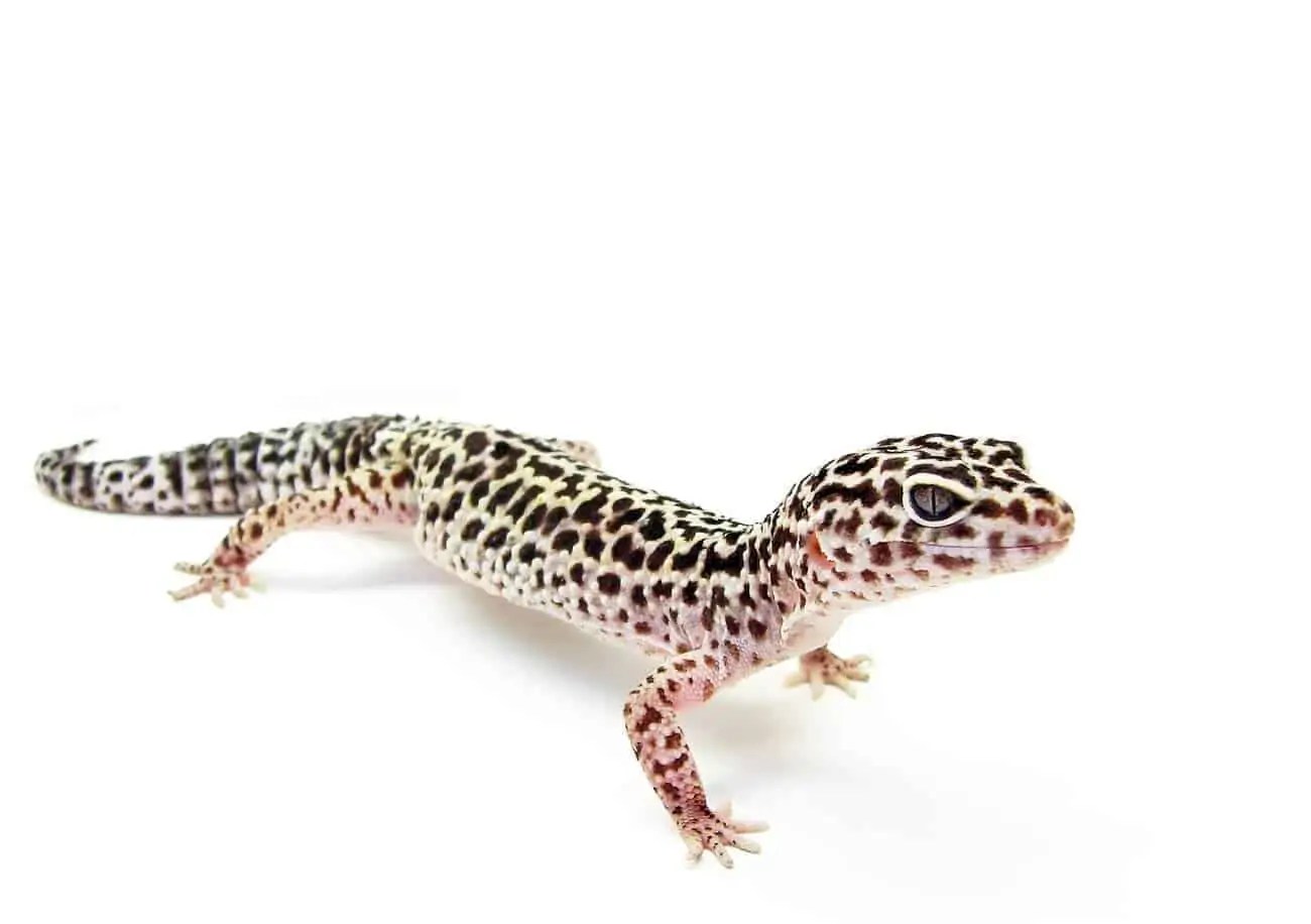Leopard Gecko Care Diet, Tank Setup, Lifespan, Size...
