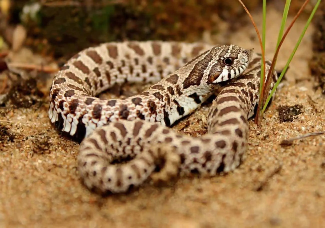 Western Hognose Snake 101 Care, Size, Facts, Habitat...